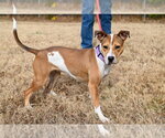 Small #10 Jack Russell Terrier Mix