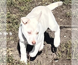Rupee - Female Siberian Husky-Unknown Mix Dog for Adoption - Photo #7