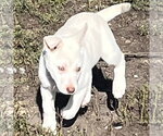 Small Photo #7 Siberian Husky-Unknown Mix Puppy For Sale in Fargo, ND, USA