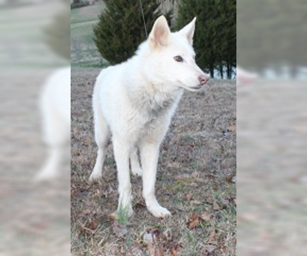 Medium Photo #13 Wolf Hybrid Puppy For Sale in POWELL, TN, USA