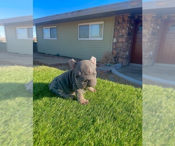 Medium Photo #12 French Bulldog Puppy For Sale in WEST HOLLYWOOD, CA, USA