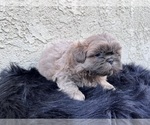 Small Photo #16 Shih Tzu Puppy For Sale in HAYWARD, CA, USA