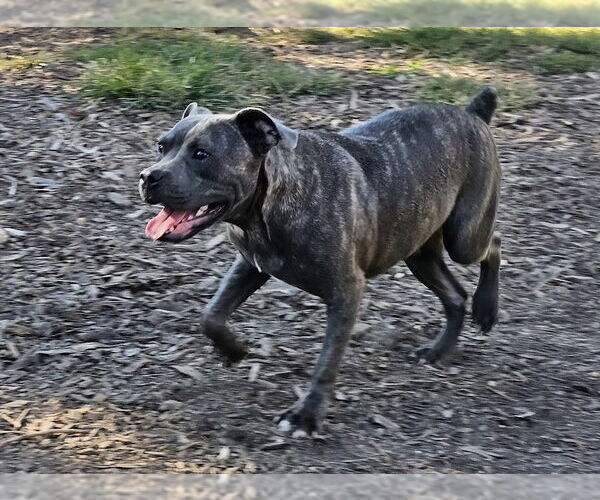 Medium Photo #2 Bulldog-Unknown Mix Puppy For Sale in Bloomingdale, NJ, USA