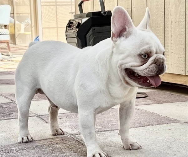Medium Photo #1 French Bulldog Puppy For Sale in BREA, CA, USA