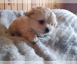 Image preview for Ad Listing. Nickname: Sammy