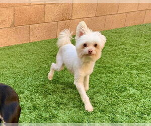 Poodle (Miniature) Dogs for adoption in Moreno Valley, CA, USA