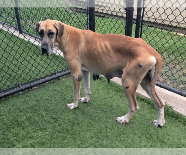 Medium Photo #2 Great Dane Puppy For Sale in Bullard, TX, USA