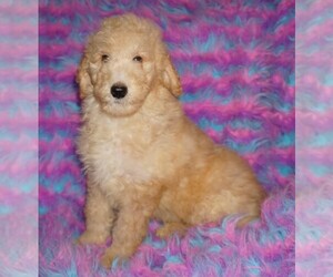 Labradoodle Puppy for sale in LA HABRA, CA, USA