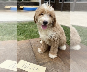 Miniature Bernedoodle Puppy for sale in GRABILL, IN, USA