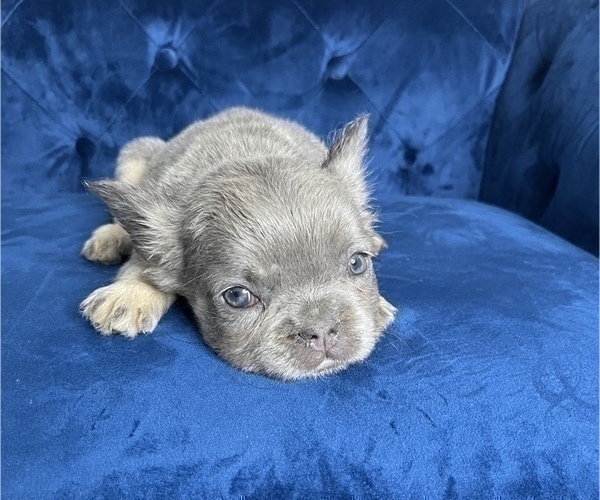Medium Photo #13 French Bulldog Puppy For Sale in CORPUS CHRISTI, TX, USA
