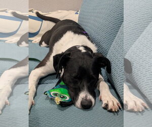 Lucy - Female Lab-Pointer Dog for Adoption - Photo #3