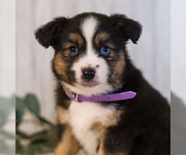Medium Photo #1 Miniature Australian Shepherd Puppy For Sale in REBERSBURG, PA, USA