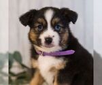 Image preview for Ad Listing. Nickname: Gordon