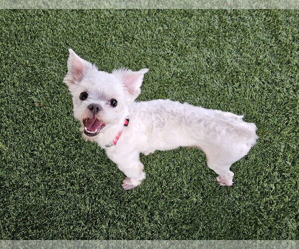 Medium Photo #2 Maltese Puppy For Sale in Agoura Hills, CA, USA