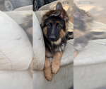 Small #11 German Shepherd Dog