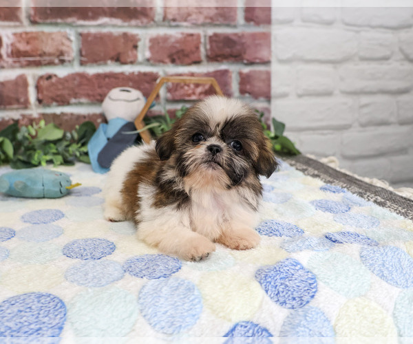 Medium Photo #5 Shih Tzu Puppy For Sale in SYRACUSE, IN, USA