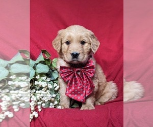 Golden Retriever Puppy for sale in OXFORD, PA, USA