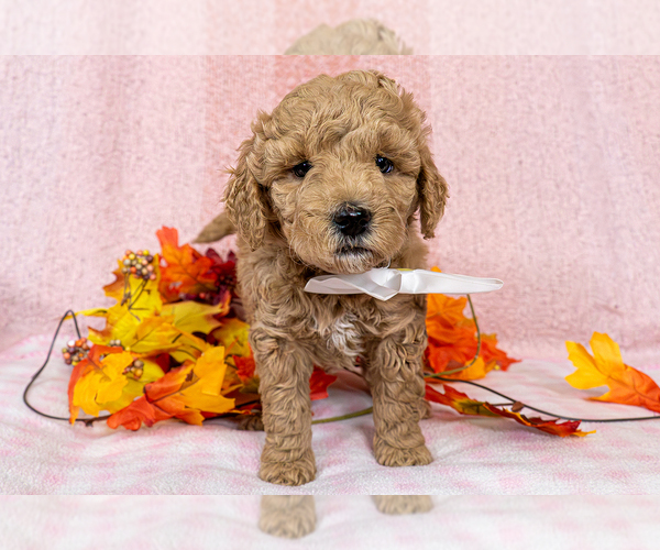 Medium Photo #1 Goldendoodle (Miniature) Puppy For Sale in ROY, UT, USA