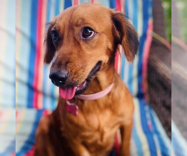 Medium Photo #2 Colonial Cocker Spaniel-Dachshund Mix Puppy For Sale in San Diego, CA, USA