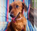 Small #1 Colonial Cocker Spaniel-Dachshund Mix