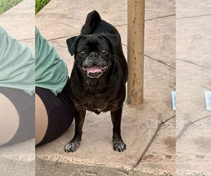Pug Dogs for adoption in Dumont, NJ, USA