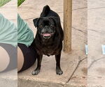 Small Pug