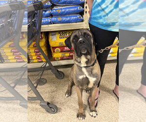 Enzo - Male Mastiff-Unknown Mix Dog for Adoption - Photo #3