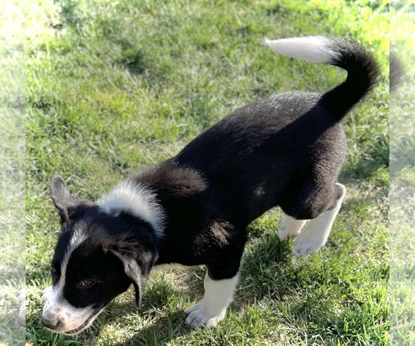 Medium Photo #4 Border Collie-Great Pyrenees Mix Puppy For Sale in Estherville, IA, USA