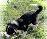 Small #3 Border Collie-Great Pyrenees Mix