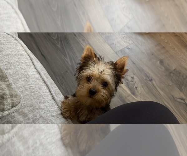 Medium Photo #1 Yorkshire Terrier Puppy For Sale in LUGOFF, SC, USA