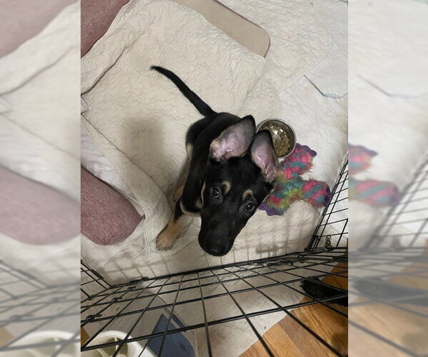 Medium Photo #1 German Shepherd Dog Puppy For Sale in Kansas City, MO, USA