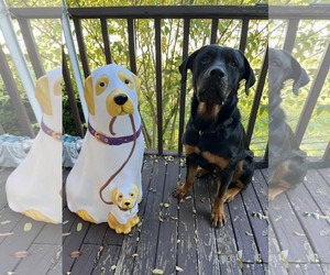 Rottweiler-Unknown Mix Dogs for adoption in Westwood, NJ, USA
