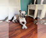 Small #2 American Staffordshire Terrier Mix
