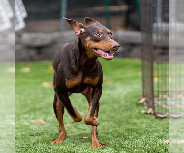 Medium Photo #2 Doberman Pinscher Puppy For Sale in San Diego, CA, USA