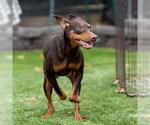 Small #1 Doberman Pinscher