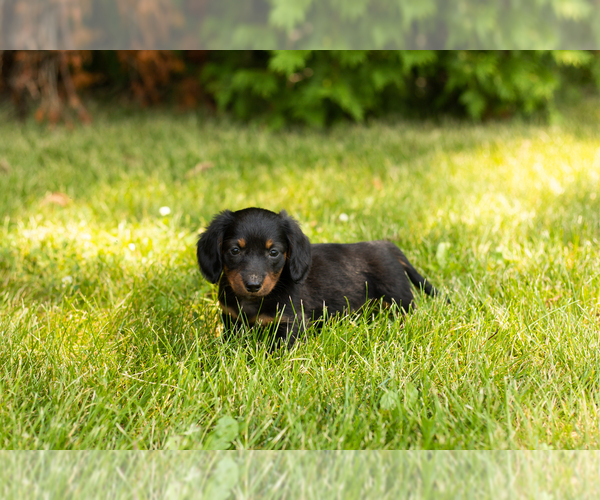 Medium Photo #20 Dachshund Puppy For Sale in MILFORD, IN, USA