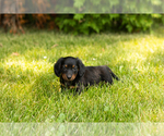 Small #19 Dachshund