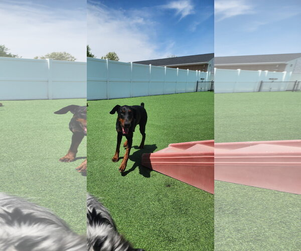 Medium Photo #20 Doberman Pinscher Puppy For Sale in Buffalo, MN, USA