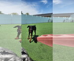 Small #19 Doberman Pinscher