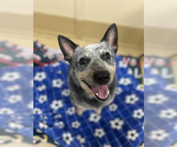 Medium Photo #1 Mutt Puppy For Sale in Chula Vista, CA, USA