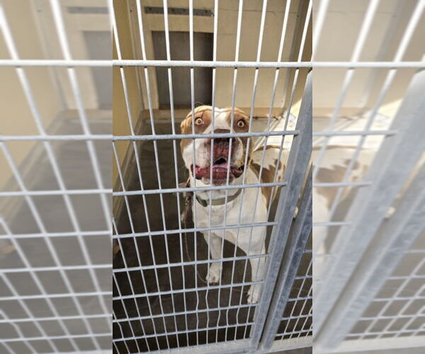 Medium Photo #1 Mutt Puppy For Sale in Texas City, TX, USA