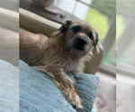 Small #2 Silkshund