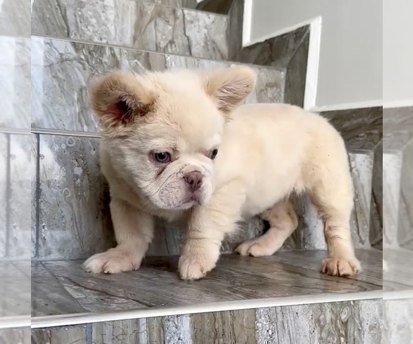 Medium Photo #2 French Bulldog Puppy For Sale in RIVERSIDE, CA, USA