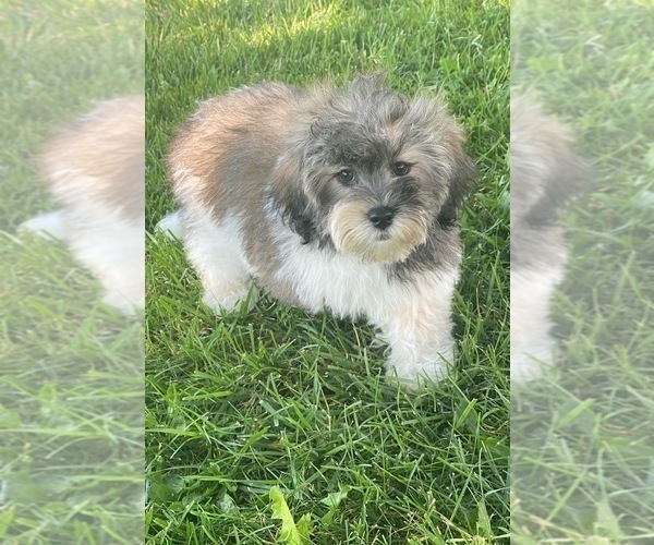 Medium Photo #14 Lhasa-Poo Puppy For Sale in CANOGA, NY, USA