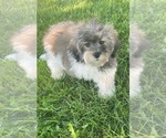 Small Photo #14 Lhasa-Poo Puppy For Sale in CANOGA, NY, USA