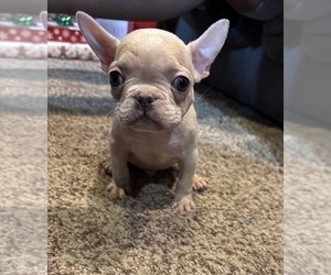 French Bulldog Puppy for Sale in WEST DEPTFORD, New Jersey USA