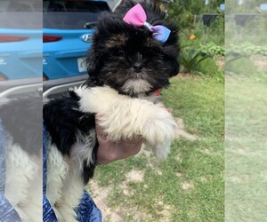 Shih Tzu Dog for Adoption in CHIPLEY, Florida USA