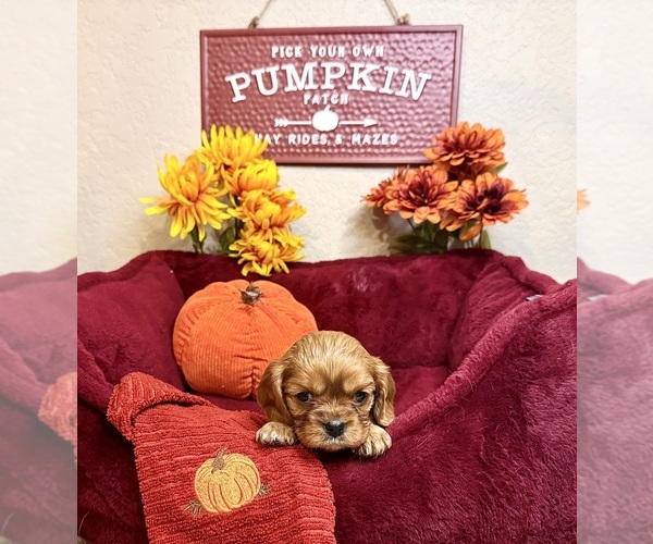 Medium Photo #5 Cavalier King Charles Spaniel Puppy For Sale in NEW BRAUNFELS, TX, USA