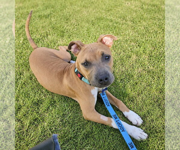 Medium Photo #4 Mutt Puppy For Sale in Fargo, ND, USA