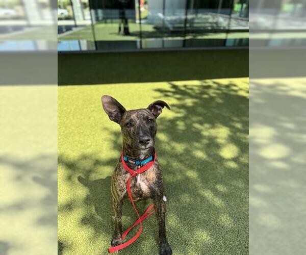 Medium Photo #2 American Pit Bull Terrier-Catahoula Leopard Dog Mix Puppy For Sale in San Martin, CA, USA